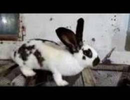 Giant French papillon butterfly rabbit fem...