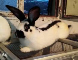 Giant French papillon butterfly rabbits