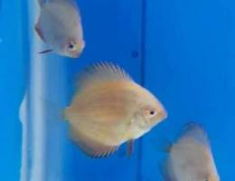 Discus fry