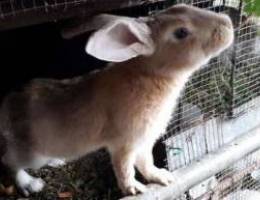 Rabbits Ø§Ø±Ù†Ø¨ Ø¨Ù„Ø¯ÙŠ Ø°ÙƒØ±