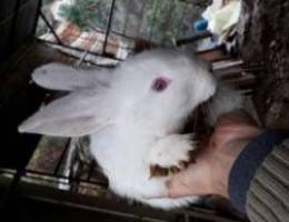 Ø£Ø±Ù†Ø¨ Ø¨Ù„Ø¯ÙŠ Ø§Ù†Ø«Ù‰ female rabbit