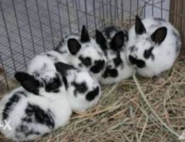 2 newzland rabbits male and female 1.7mont...