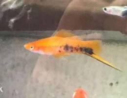 Swordtail Fish