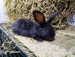 Rabbit giant French black papillon