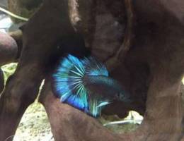 halfmoon betta