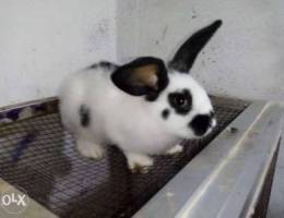 Rabbit giant French butterfly papillon Mal...