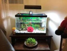 Aquarium + decoration + heater + lamp+ fil...