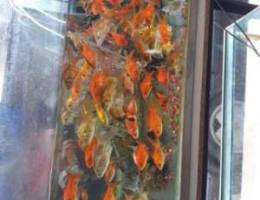 Gold fish 15000l.l.