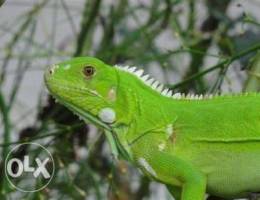 Green Iguana