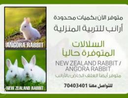 RABBIT - Ø£Ø±Ø§Ù†Ø¨