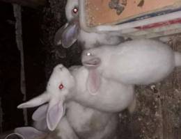 rabbits Ø£Ø±Ø§Ù†Ø¨