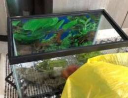 Fish goldfish aquarium Ø§ÙƒÙˆØ§Ø±ÙŠÙˆÙ…