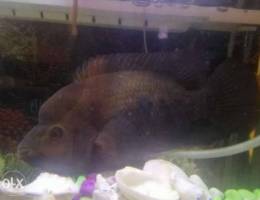 Flower horn 17cm 1 year old appx very good...