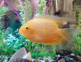 Big severus fish, 17 cm (full hand size) a...