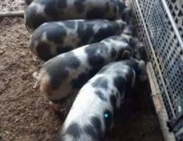 Black aksai pied pig