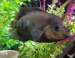 17 cm big Flower horn fish, very good heal...