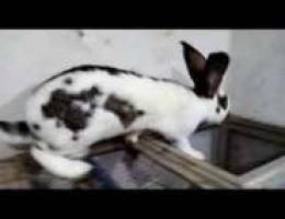 Rabbit giant French papillon butterfly Fem...