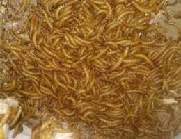 Mealworms Ø¯ÙˆØ¯ Ù‚Ø¨Ø§Ø¨ÙŠ