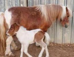 Female pony with her female baby