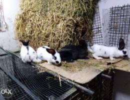 Papillon Butterfly rabbits