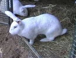 Rabbits giants 55 days old