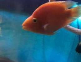 2 Red parrot fish