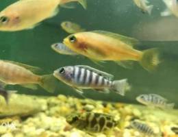 cichlid fish