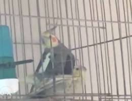 cockatiel breeding pair