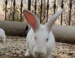 Albino Rabbits