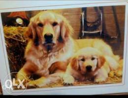 Dog puzzle 500 (30000)