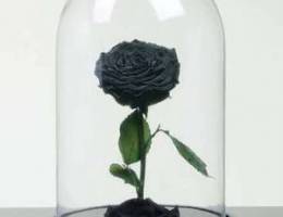 black rose for sale for hips