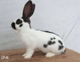 Papillon rabbit