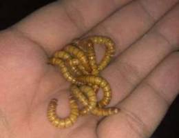 mealworms