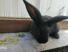 Full black giant rabbit