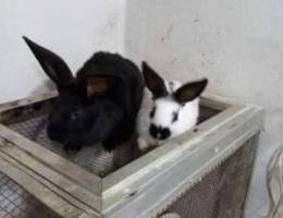 Rabbits papillon males