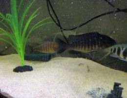 Cichlid fish