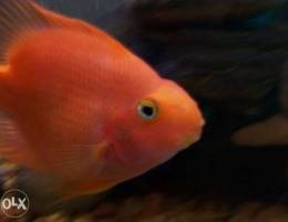 Matloub parrot fish needed Ù…Ø·Ù„ÙˆØ¨