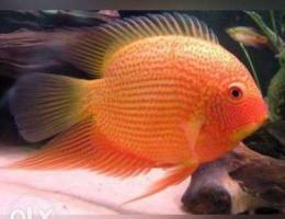 Ù…Ø·Ù„ÙˆØ¨ matloub severum