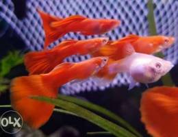 Pure red guppys