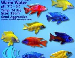 Ù…Ø·Ù„ÙˆØ¨ Ø§ÙØ±ÙŠÙƒÙ† Ø³ÙŠÙƒÙ„ÙŠØ¯ peacock cichlids neede...