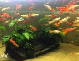 Albino full Red guppies