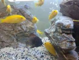 Tropheus for sale