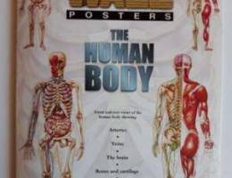 Wall Poster - The Human Body - Big Size - ...