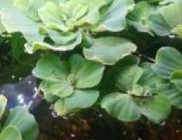 Lotus floating plants