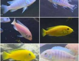 cichlids malawi