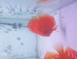 Discus fry