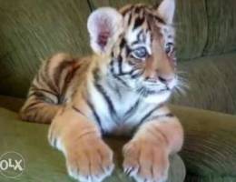 tiger cub