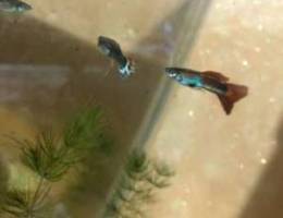 two guppies for only 10.000