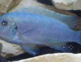 Blue zebrs mbuna