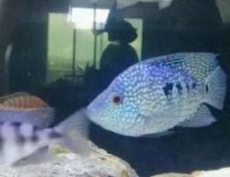 Green texas cichlid pair